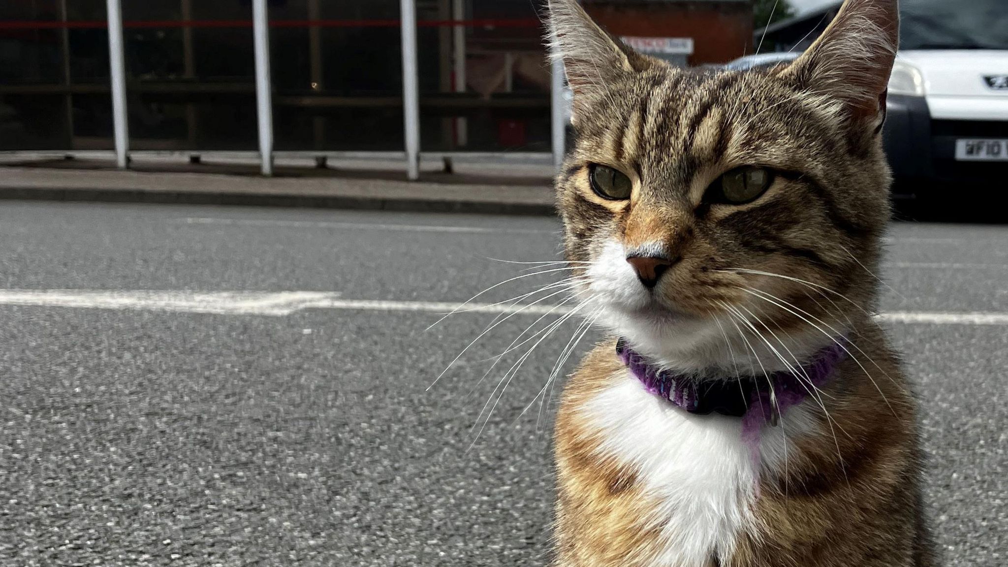 A cat in a supermarket carpark