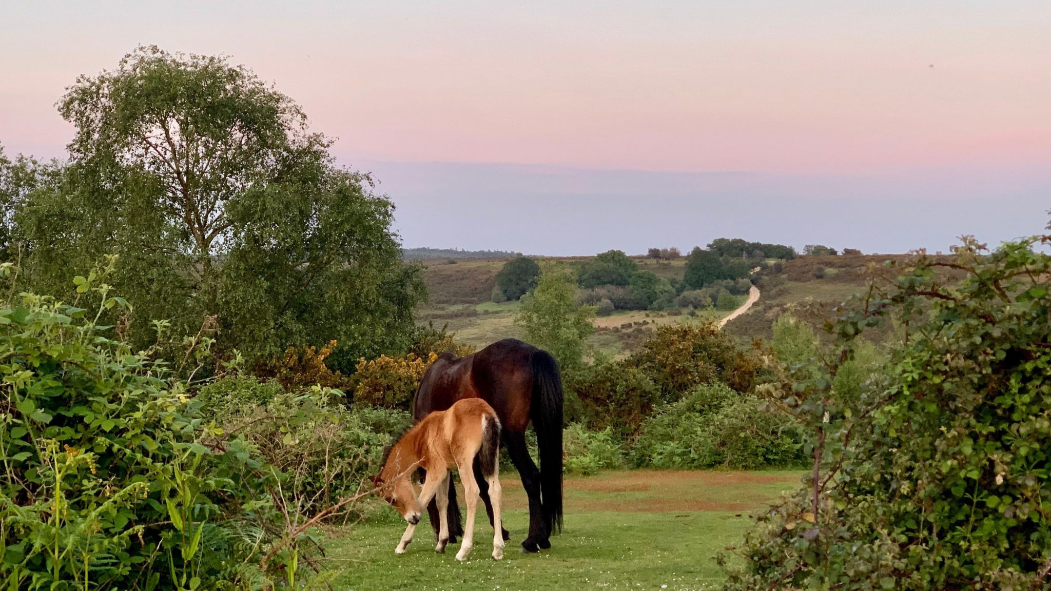 FRIDAY - A foal in the New Forest at Godshill at sunset