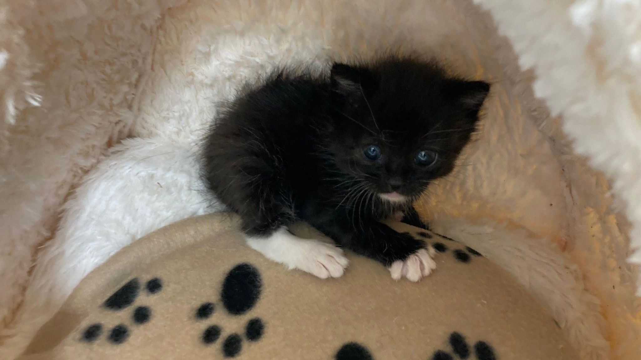 Three-week-old black and white kitten Taylor