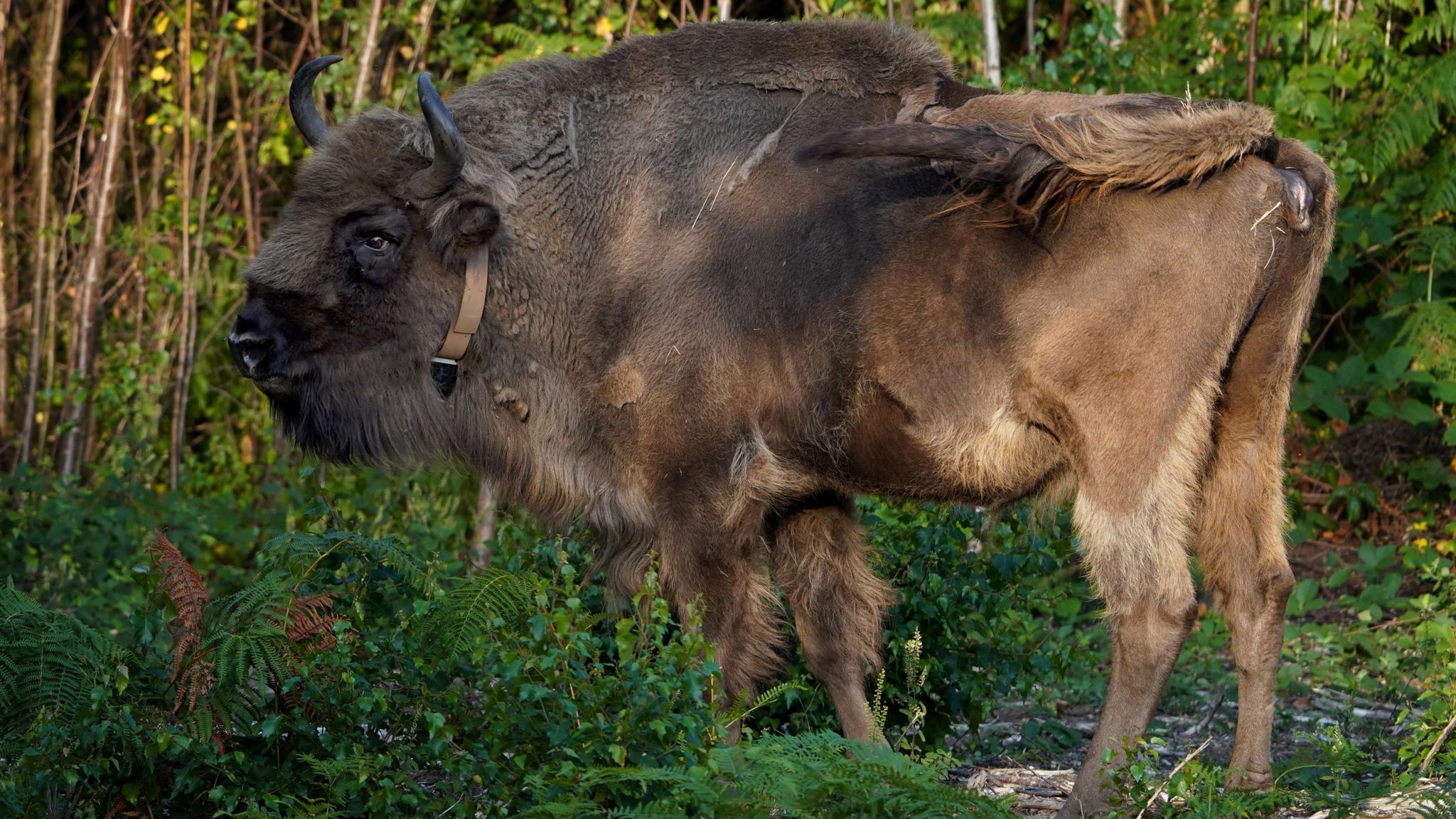 A large bison in woodland