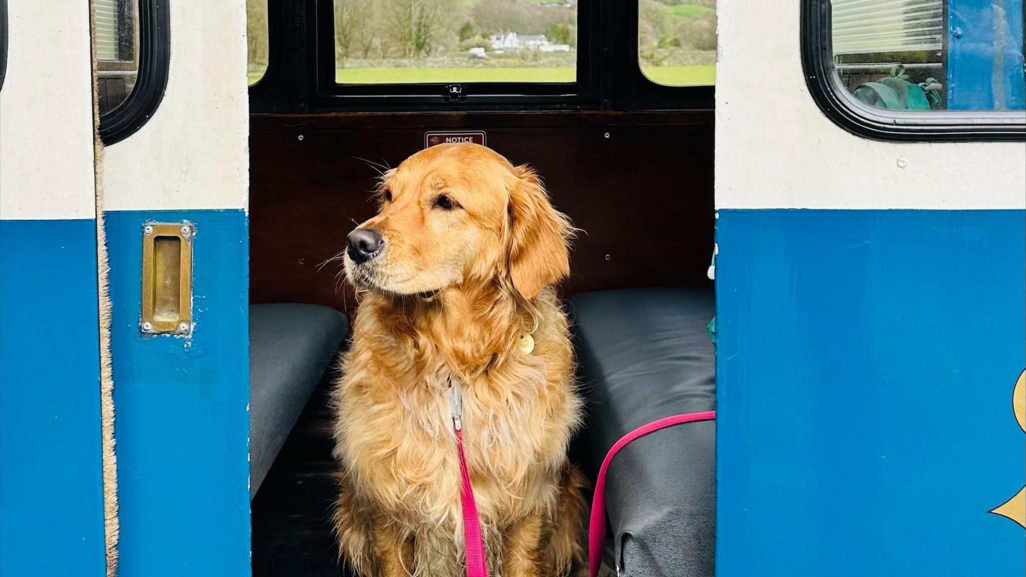 Dog aboard a train at the Ravenglass and Eskdale Railway