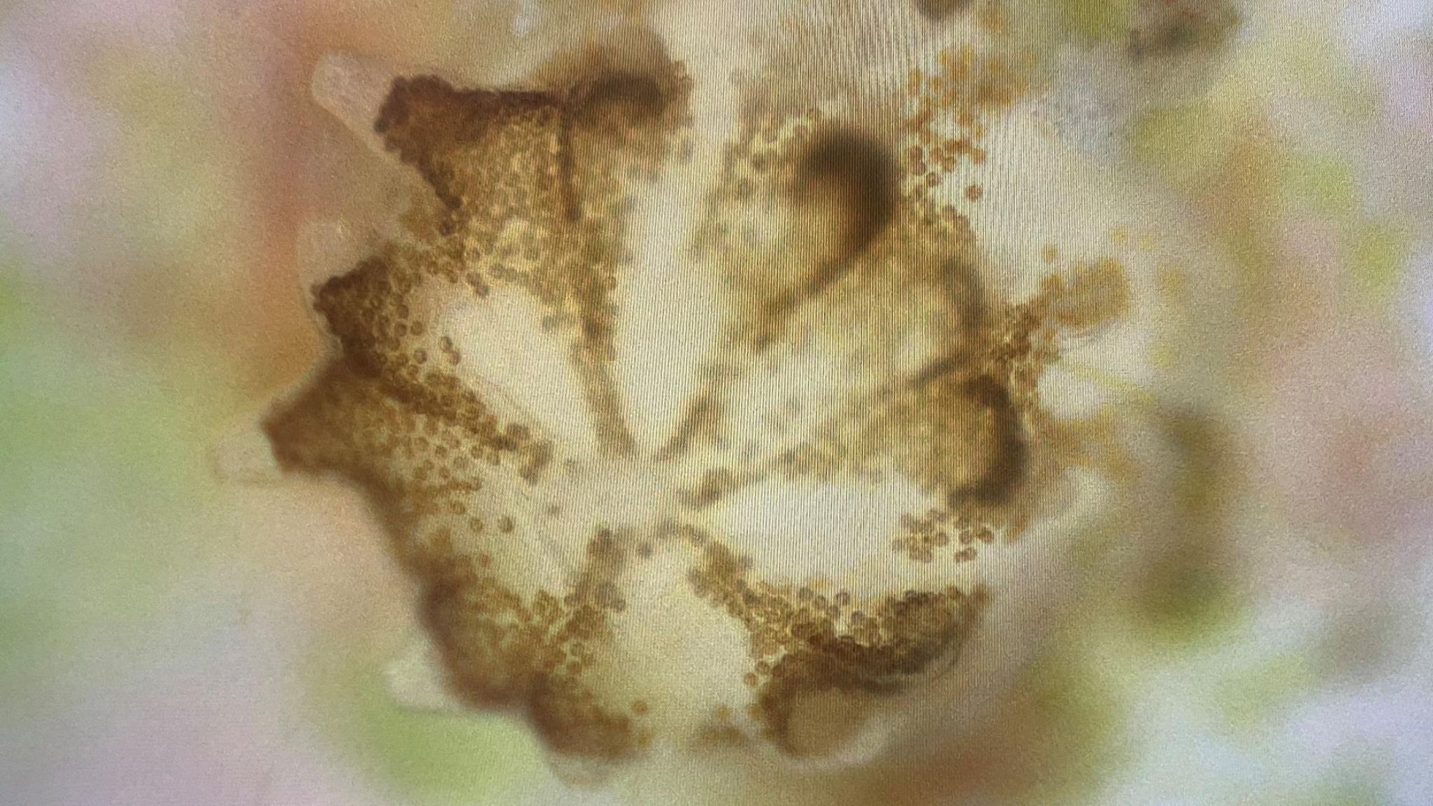 A coral specimen as seen by microscope