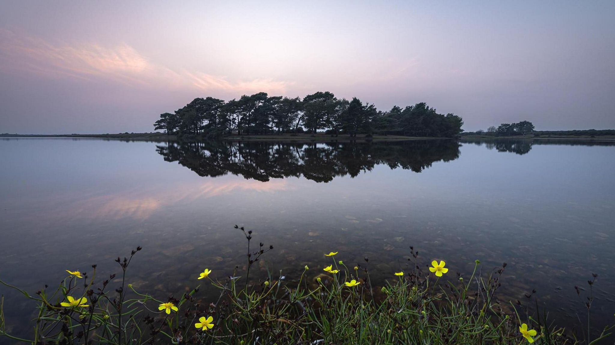 Yellow flowers in the foreground look out onto a body of water - tinged with pink from the reflecting sun above - with a small island containing several trees sitting in the centre. 