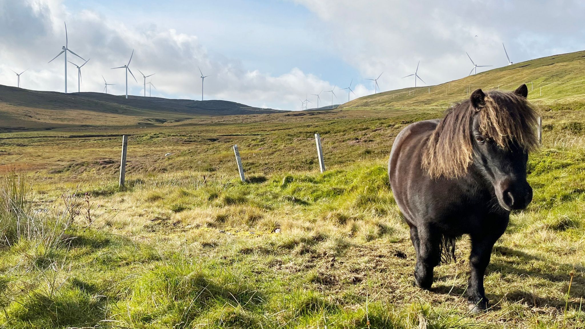 shetland pony and windfarms in distance