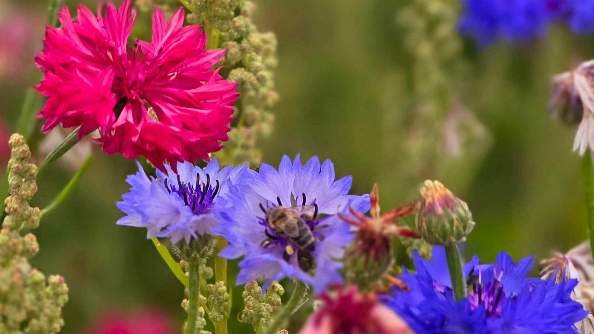 Brightly coloured flowers with a bee pollenating one