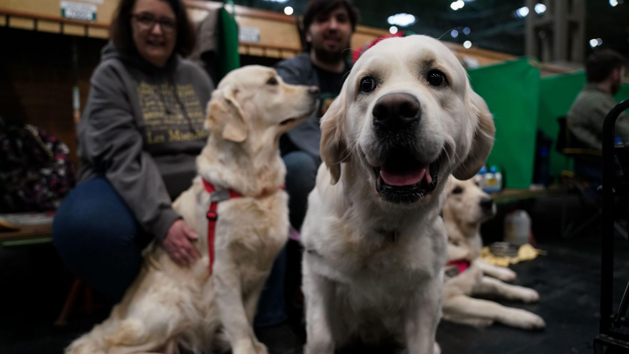 Handlers sit with their Golden Retrievers