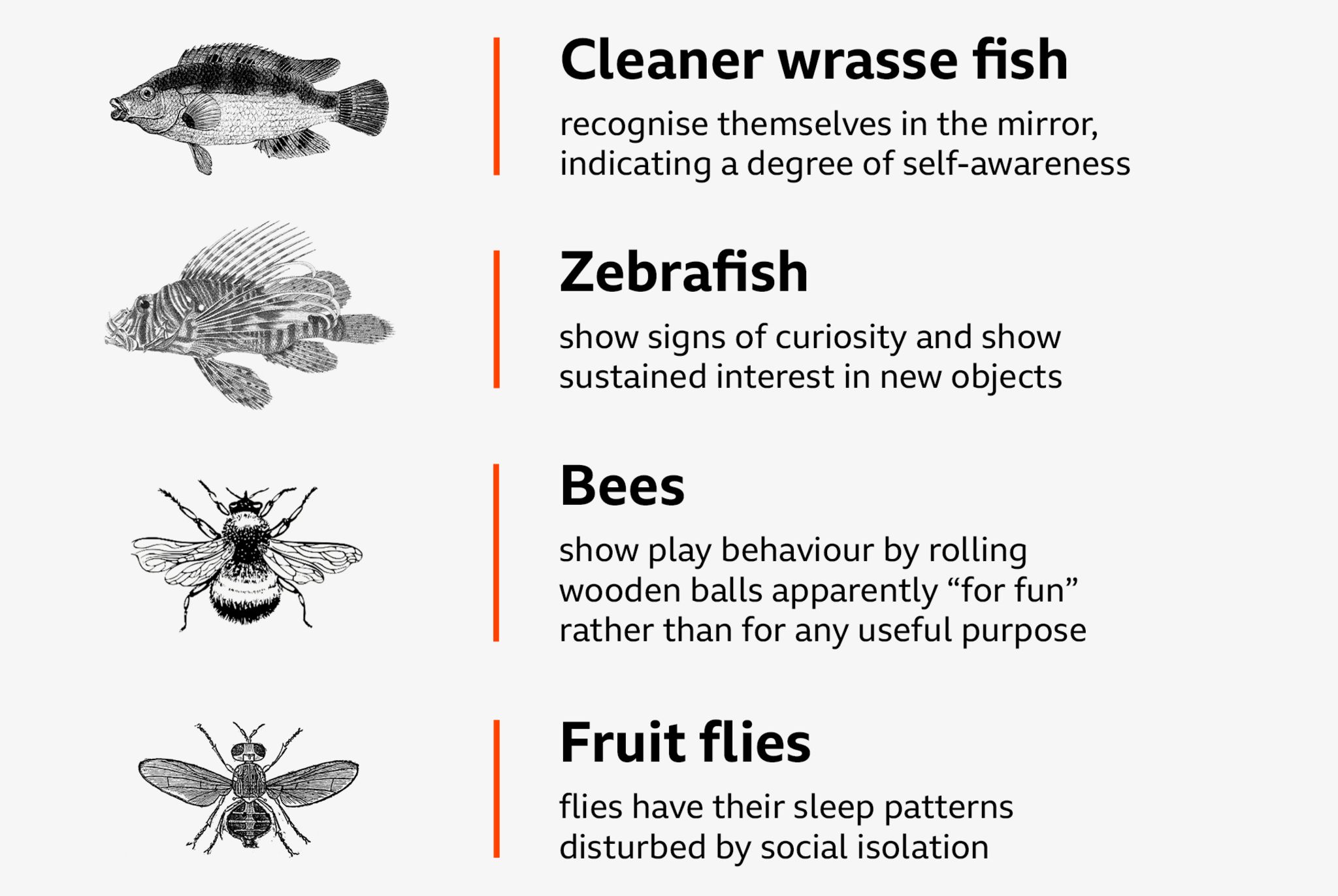 Cleaner wrasse fish recognise themselves in the mirror, indicating a degree of self-awareness. Zebrafish show signs of curiosity and show sustained interest in new objects.  · Bees show play behaviour by rolling wooden balls apparently “for fun” rather than for any useful purpose. Fruit flies have their sleep patterns disturbed by social isolation 