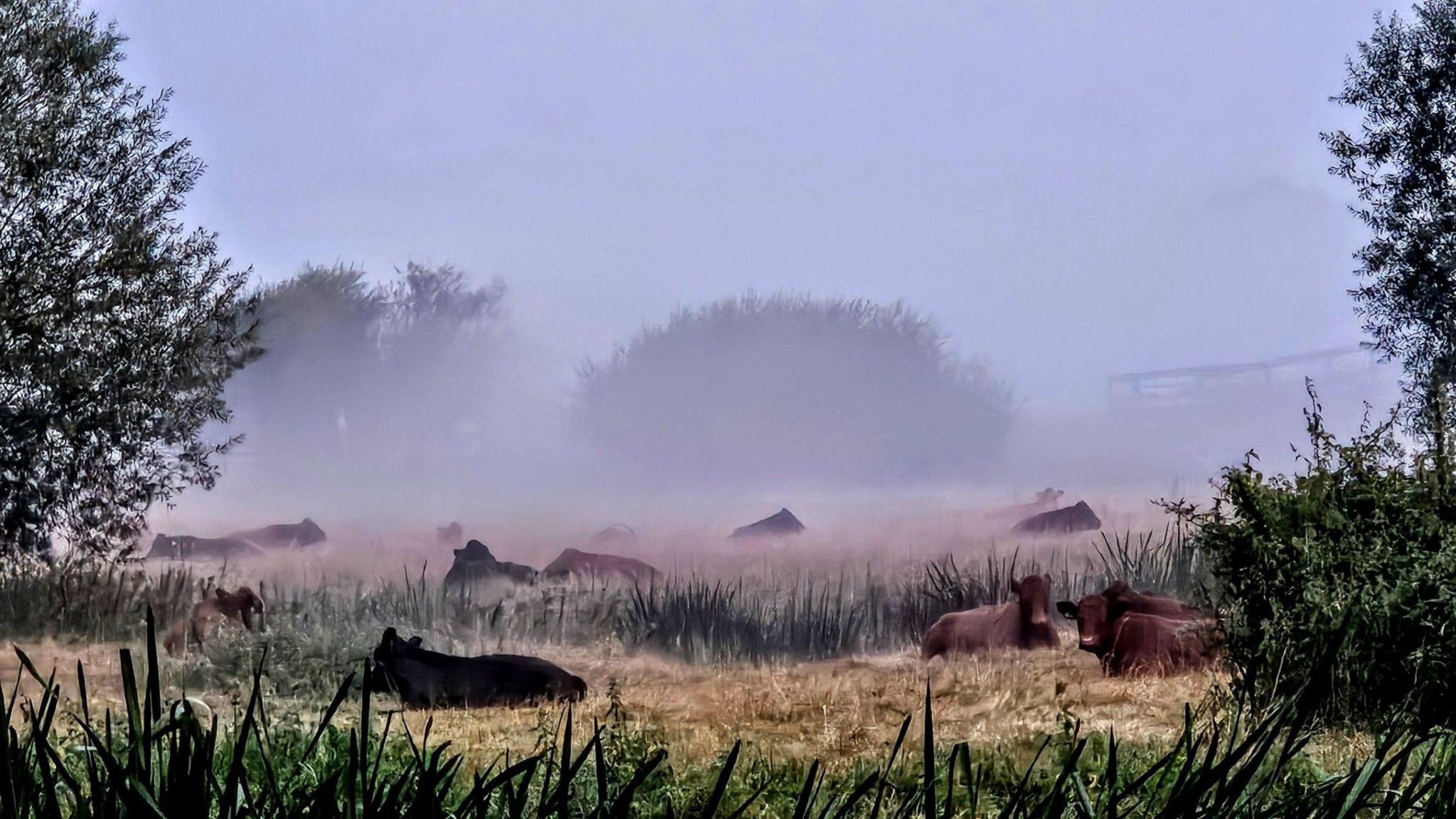 Cows sat in a field with mist surrounding them, taken in Denford, Northamptonshire