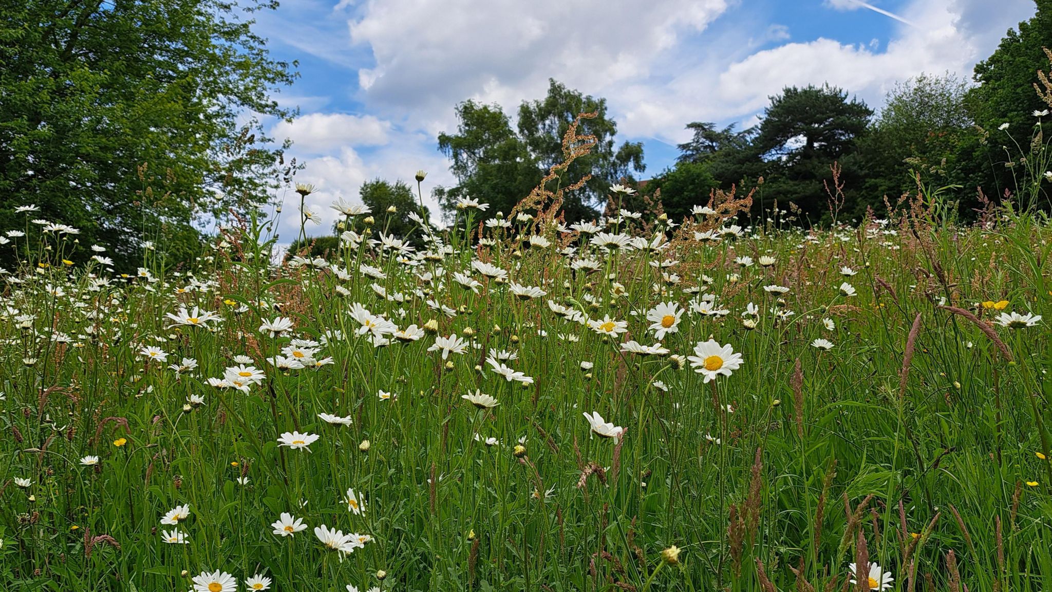 SUNDAY - a low shot of a field of daisies