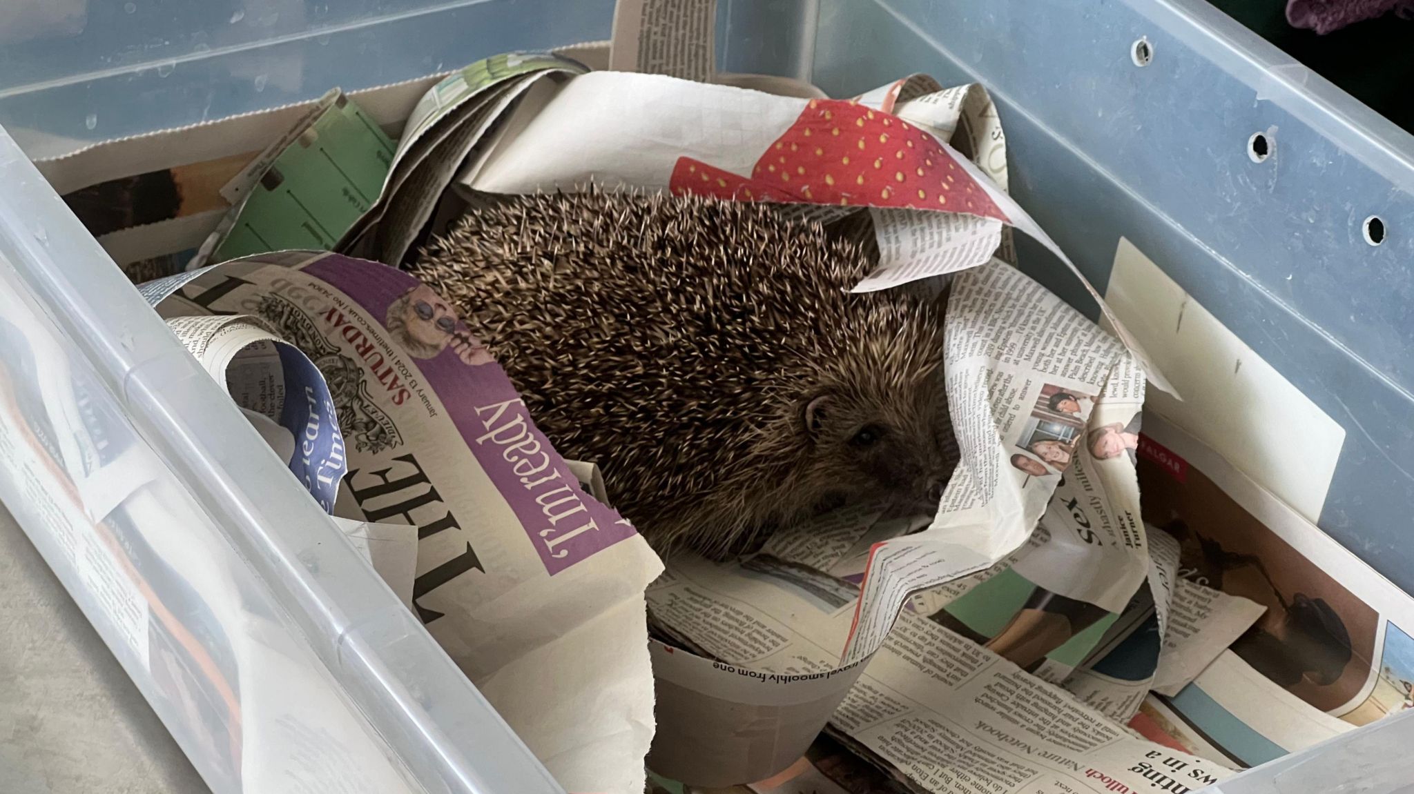 Hedgehog at Wiltshire Wildlife Hospital