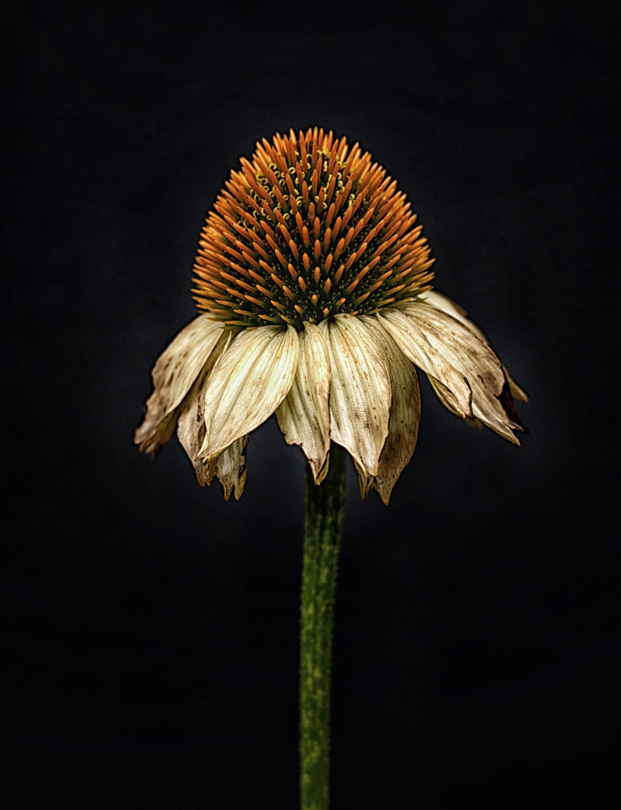 The head of a flower as it begins to decay