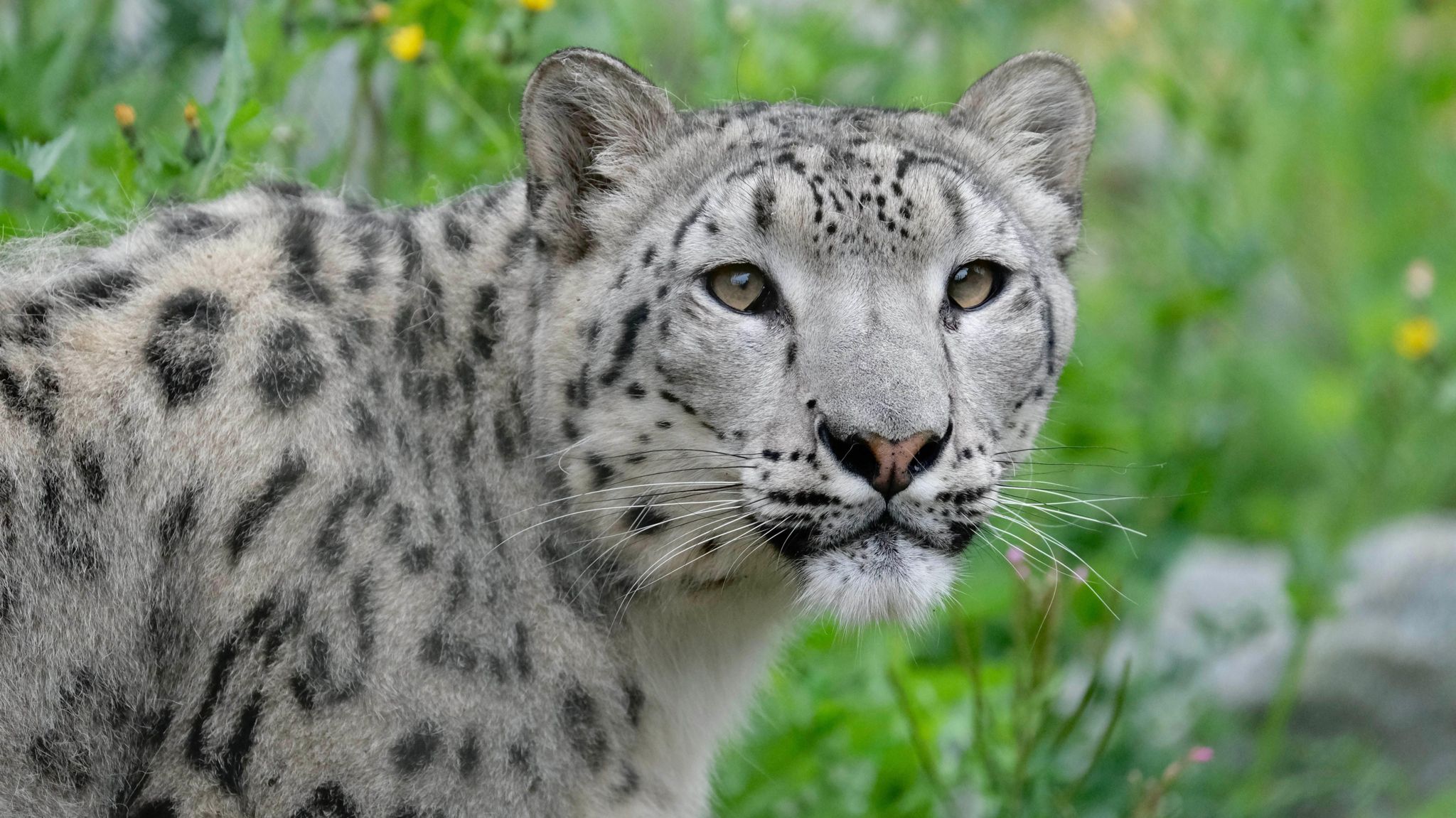 Aurora the snow leopard