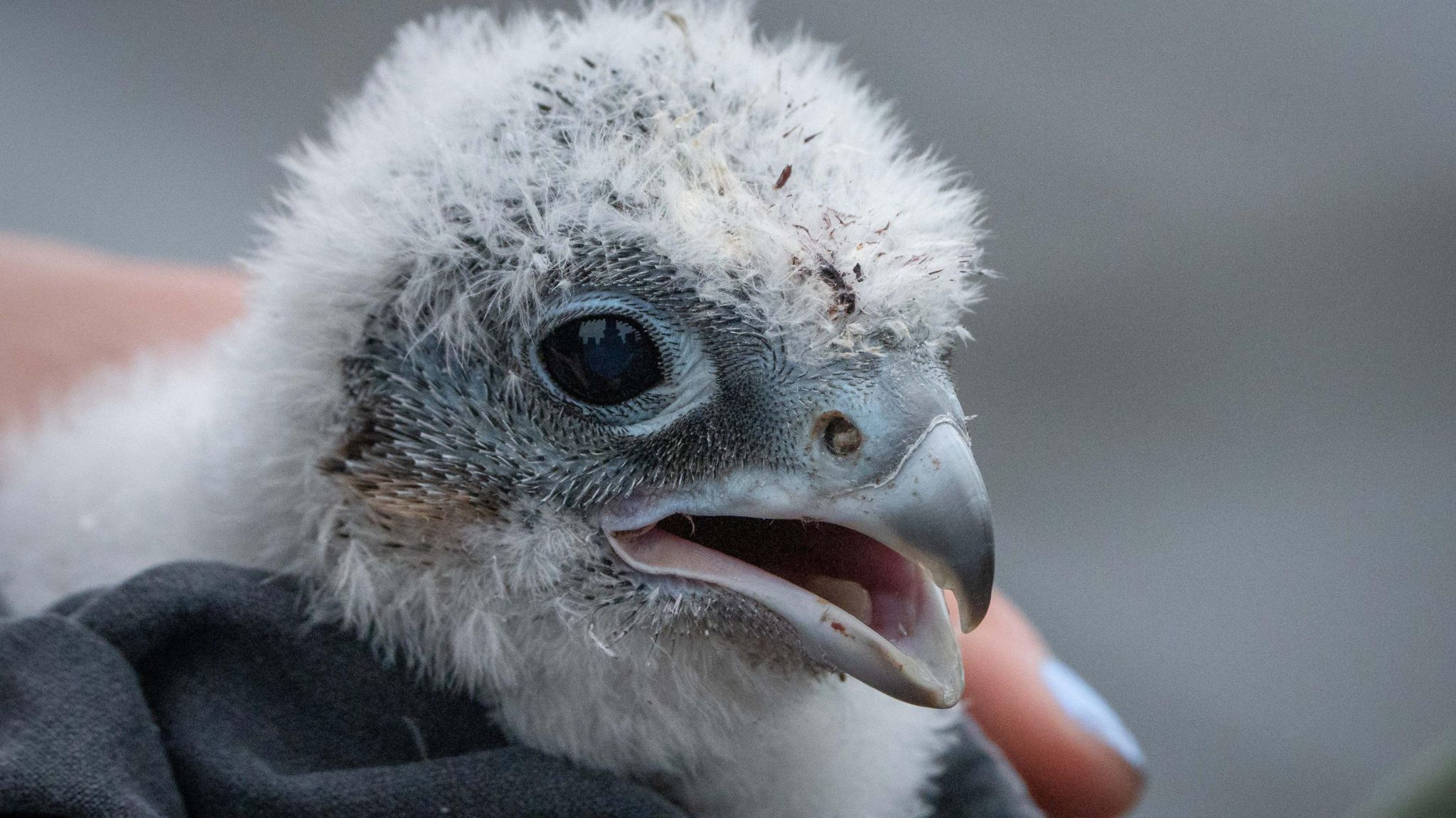 Sheffield: Three peregrine chicks fledged at city university - BBC News