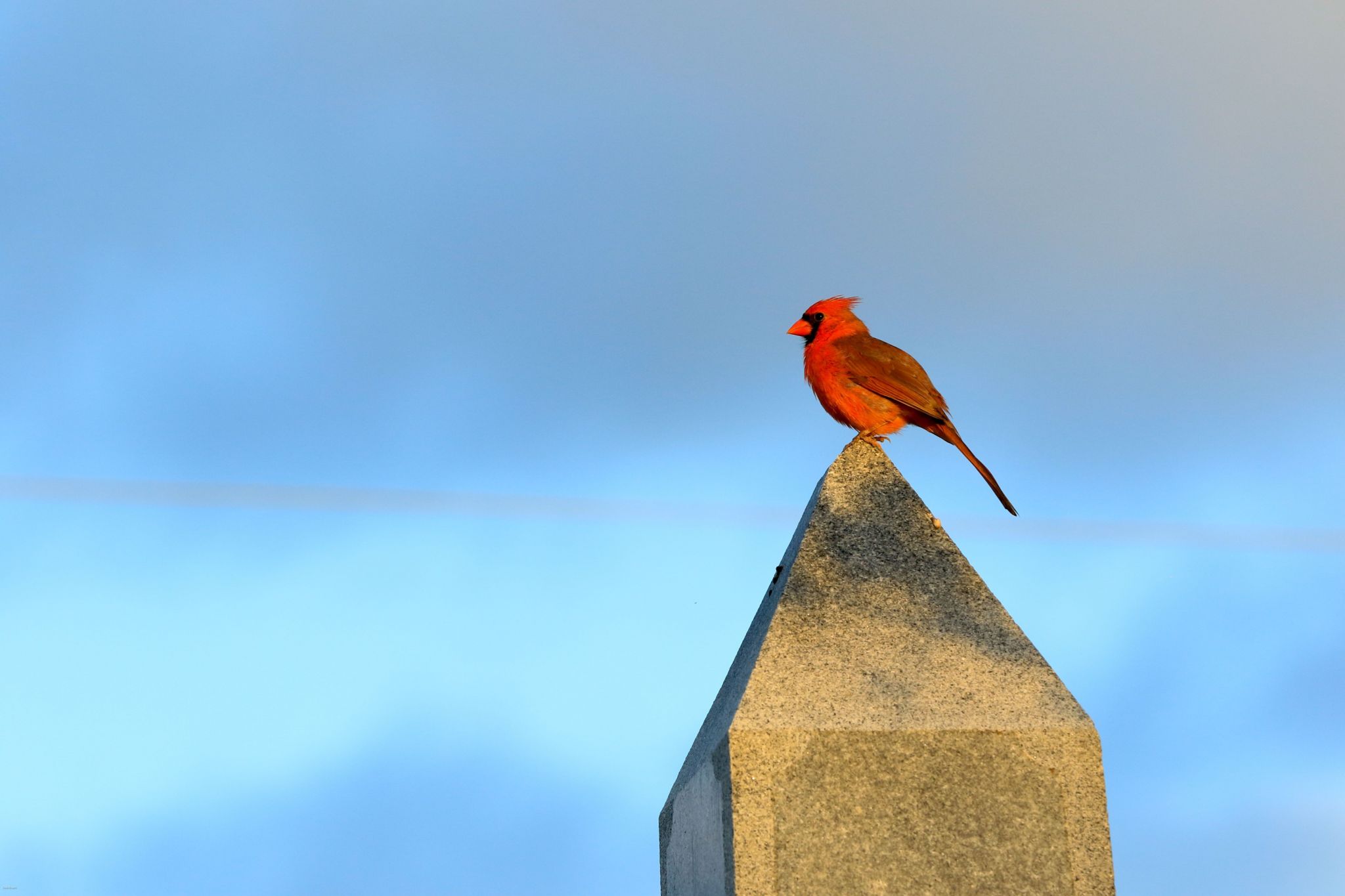 A Northern cardinal sits atop a stone statue