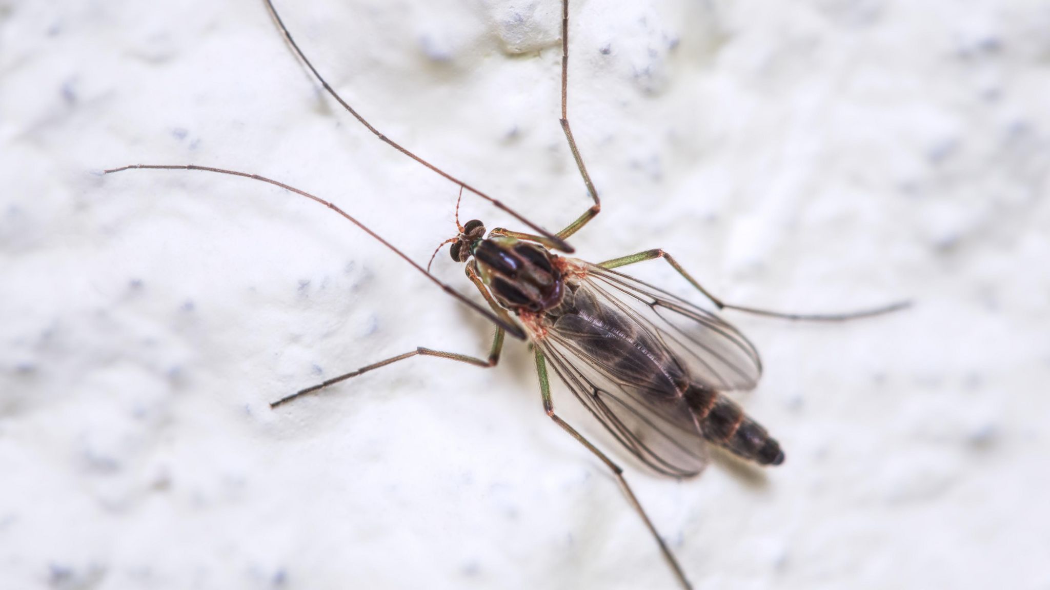 A Buzzer midge (Chironomus plumosus).