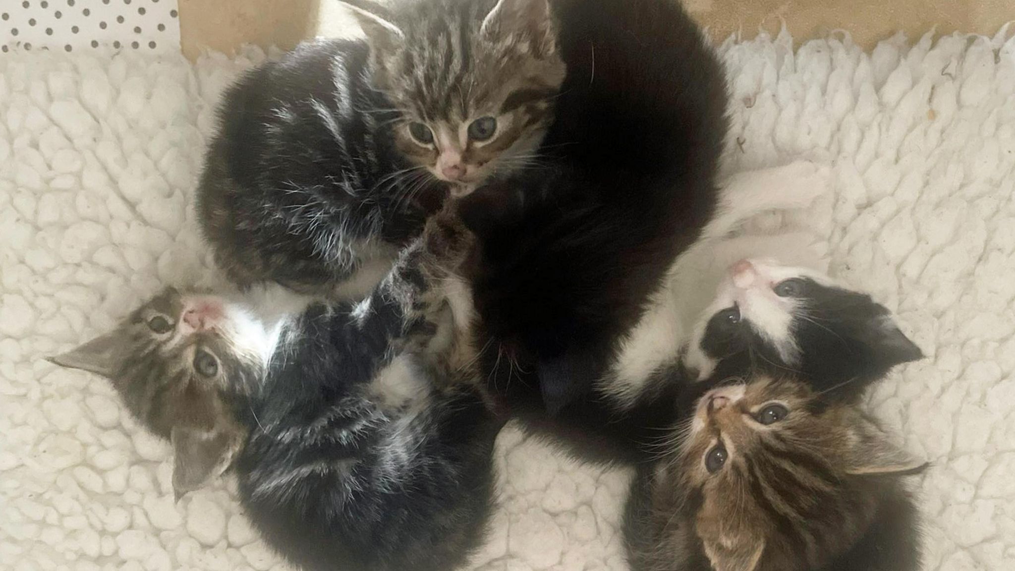 Stray cat with five kittens recovered from Irthlingborough loft - BBC News