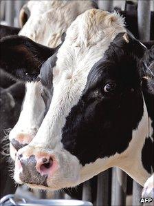 A Holstein cow