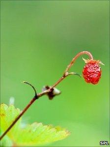 A wild strawberry