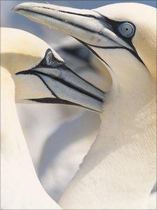Pair of gannets in courtship display