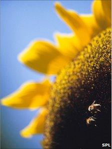 Bees pollinating a sunflower