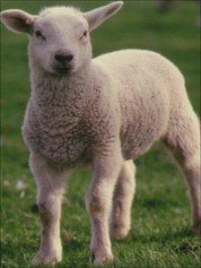 Lamb (generic)