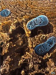 Scanning electron micrograph of mitochondria (SPL)