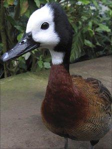 Wilfred the duck