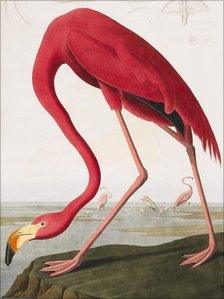Sketch taken from The Birds of America, 1827–1838 - courtesy of Sotheby's