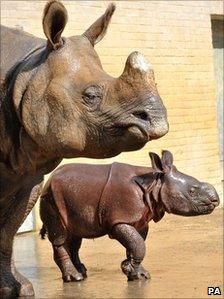 Greater one-horned rhino calf Ajang makes an appearance with his mother Behin