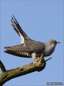 A male cuckoo