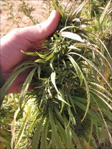 Marijuana growing in fields in Afghanistan
