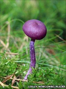 Amethyst Deceiver - an edible purple mushroom - from BBC Autumnwatch's Flickr group