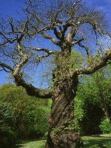 Rizzio's sweet chestnut tree; pic courtesy of Ed Parker