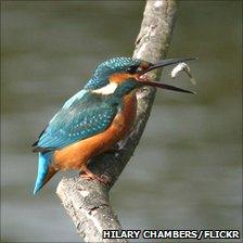 Kingfisher tossing a small fish in its beak in Low Barns, County Durham (photo by Hilary Chambers from BBC Autumnwatch Flickr group)