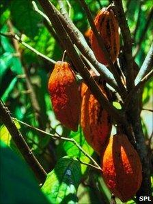 Theobroma cacao (SPL)