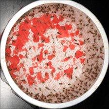 Mosquitoes in a dish