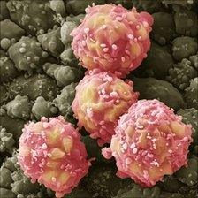 Foetal blood stem cells