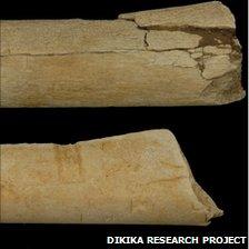 Bones from Dikika site (Dikika Research Project)