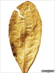 Modern coca leaf
