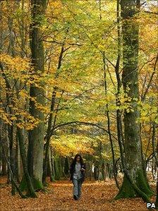 A person walking in a wood (generic)
