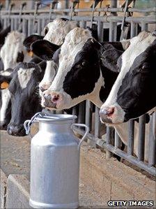 generic cows