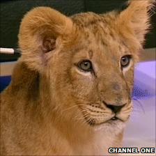 The lion cub presented to former Russian spy Anna Chapman on Channel One, 30 December 2010