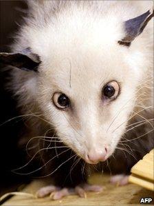 Picture taken on 14 December 2011 shows cross-eyed opossum Heidi in her enclosure at the zoo in Leipzig, eastern Germany