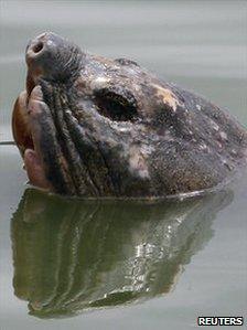 Vietnam's favourite turtle swims in Hanoi's Lake Hoan Kiem, 3 April