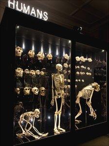 Humans display at Manchester Museum
