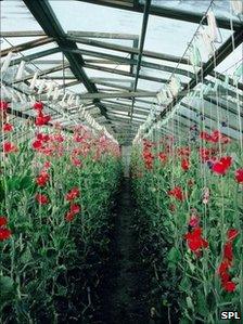 Pea plants in a greenhouse