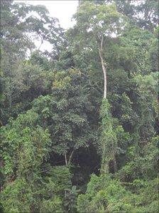 Liberian rainforest