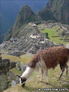 A llama grazes near Machu Picchu