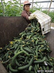 Cucumbers at a farm near Almeria, Spain