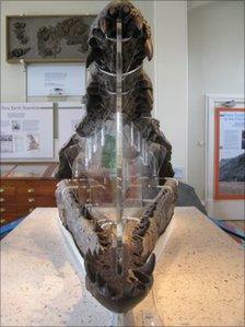Pliosaur fossil